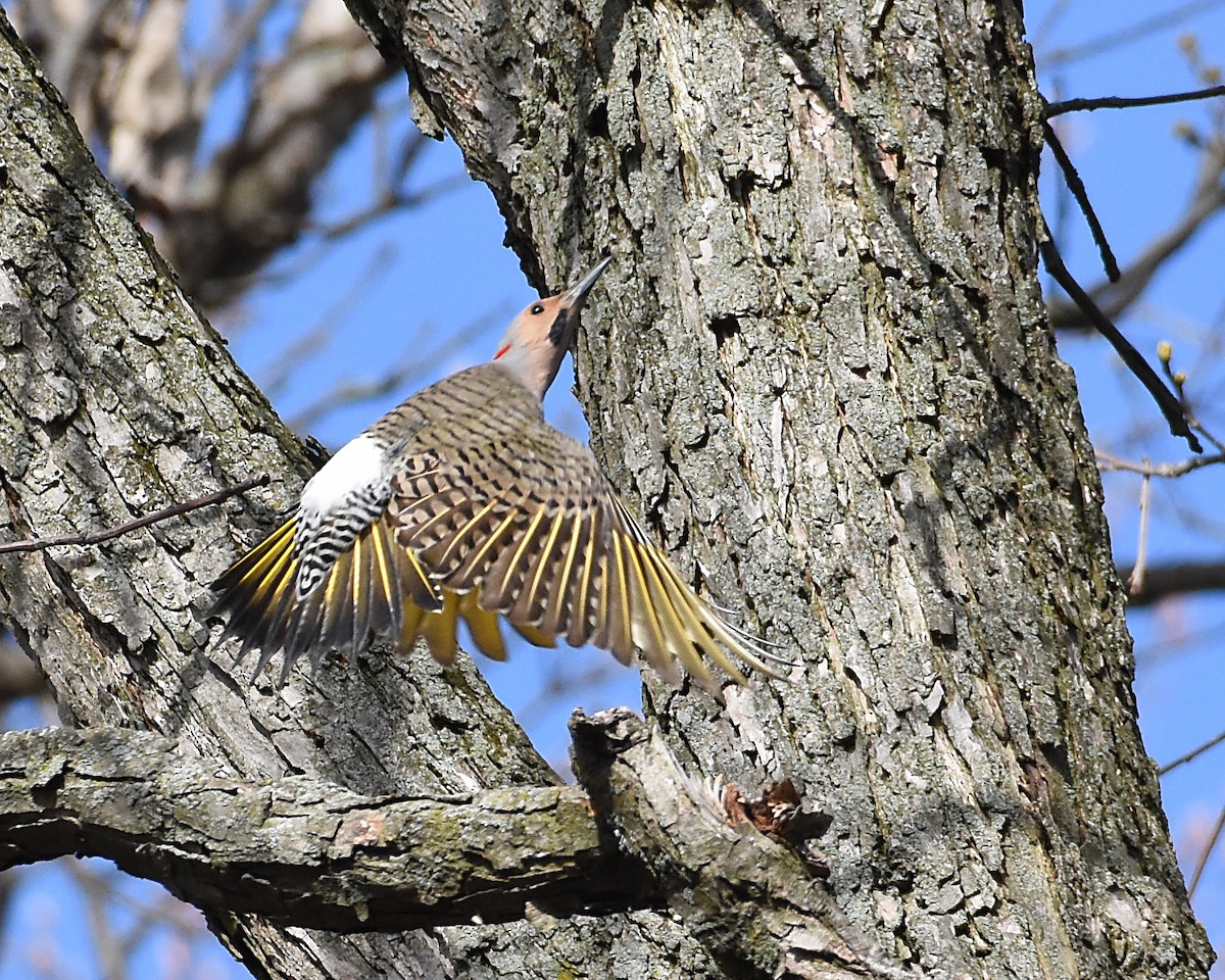Northern Flicker (Yellow-shafted) - Brian Hicks