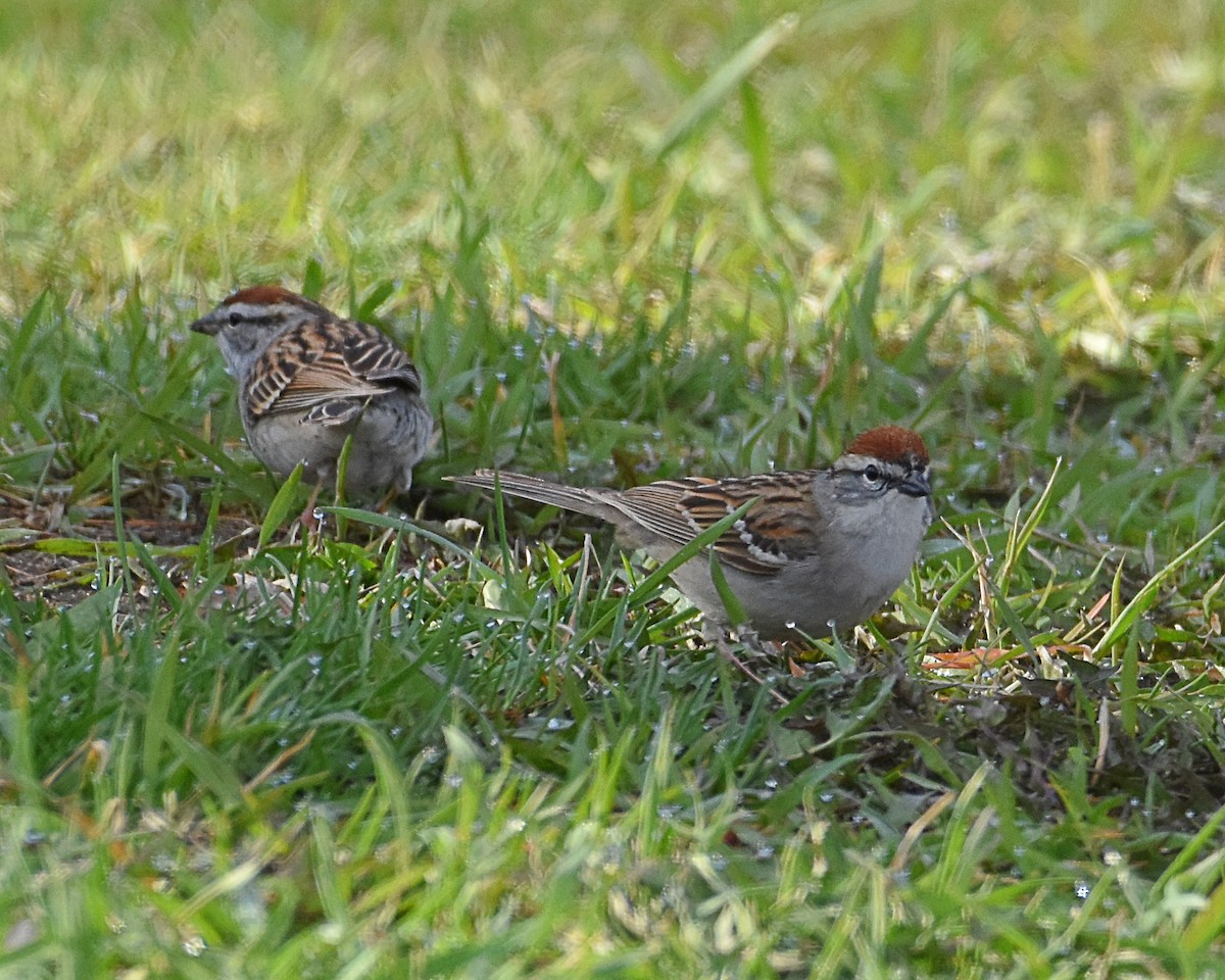Chipping Sparrow - ML152545411