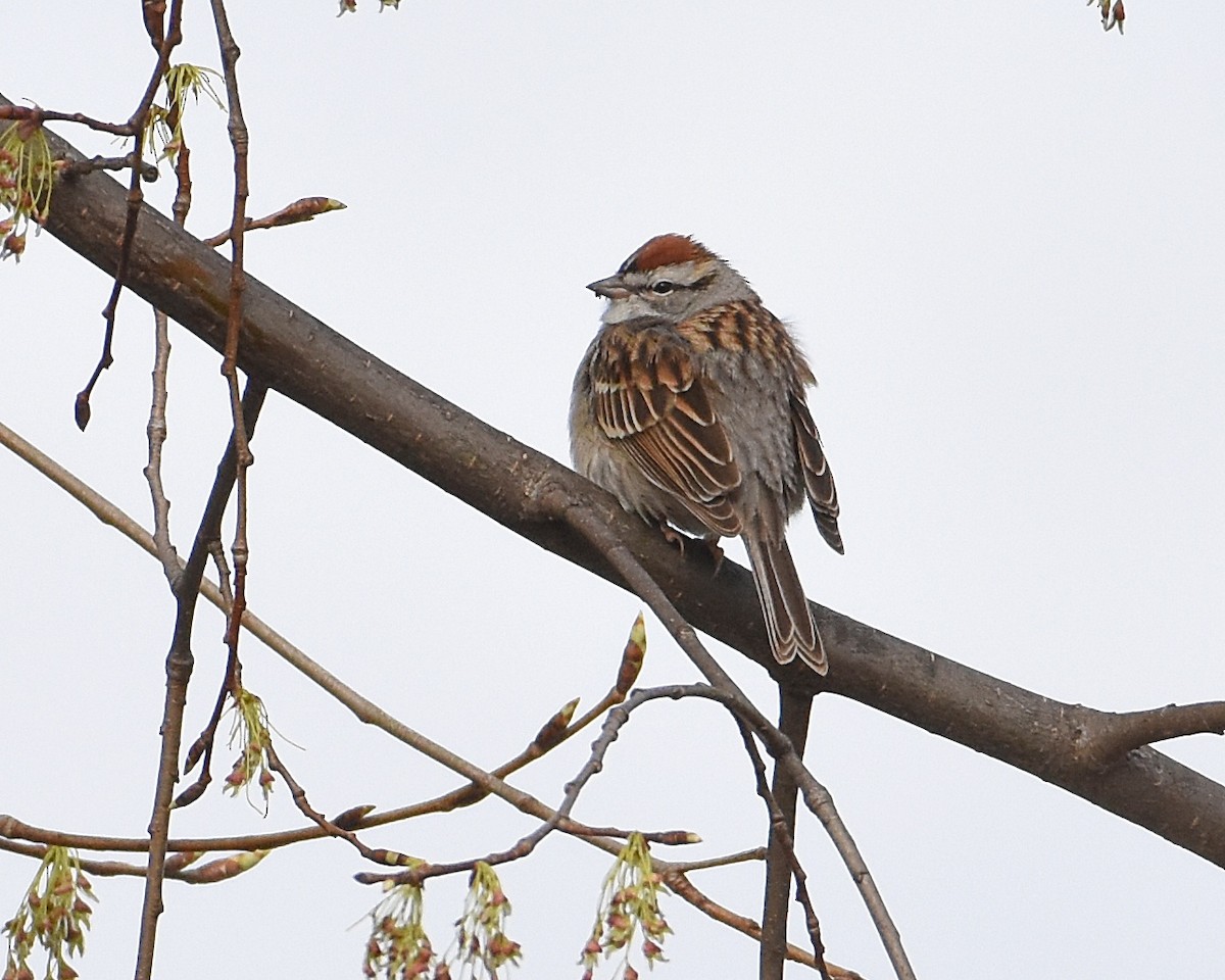 Chipping Sparrow - ML152545421