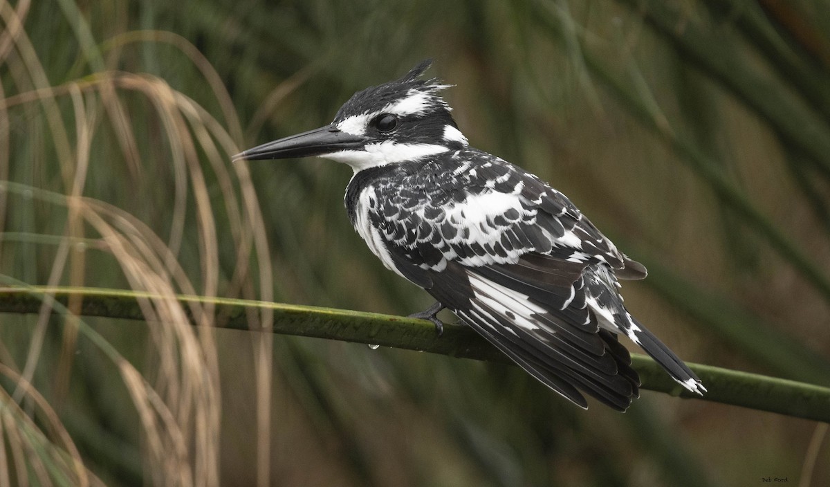 Pied Kingfisher - Deb Ford