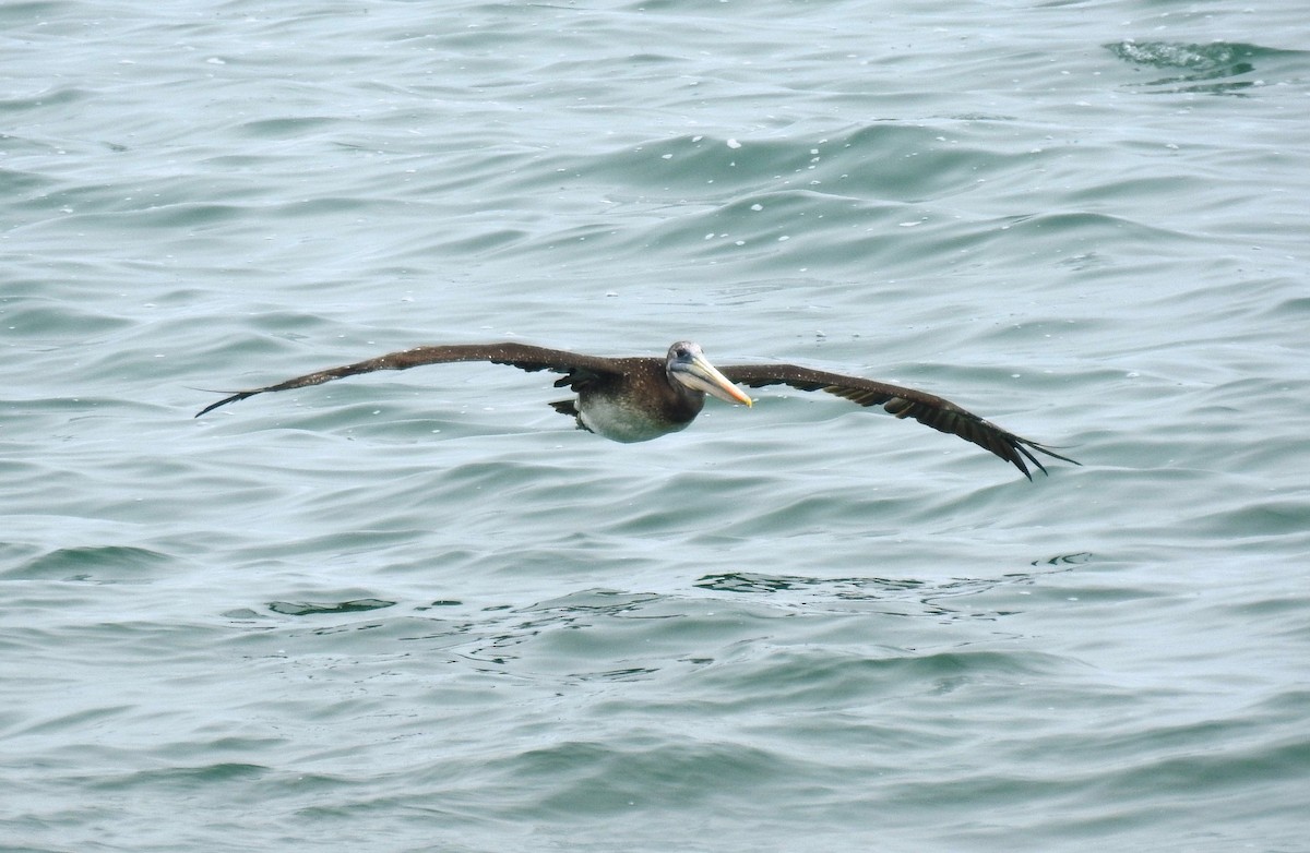 Peruvian Pelican - ML152546401