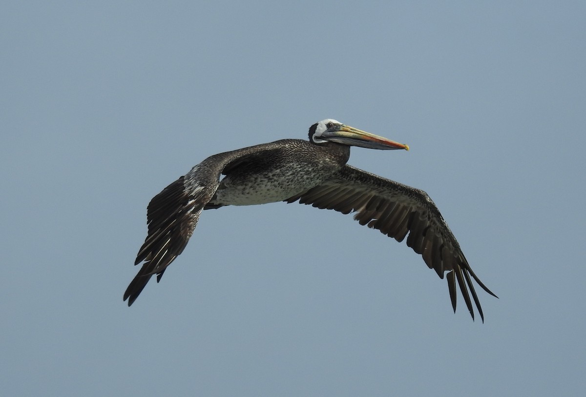 Peruvian Pelican - Jon Iratzagorria Garay