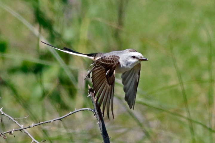 Scissor-tailed Flycatcher - Kris Petersen