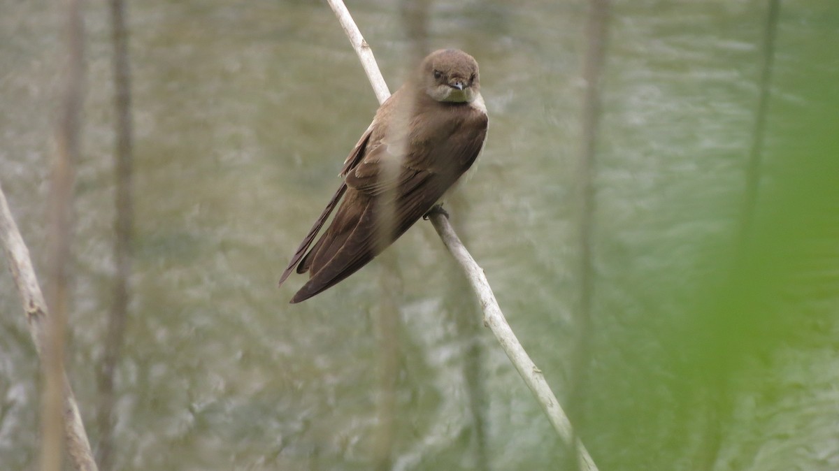 Northern Rough-winged Swallow - ML152546871