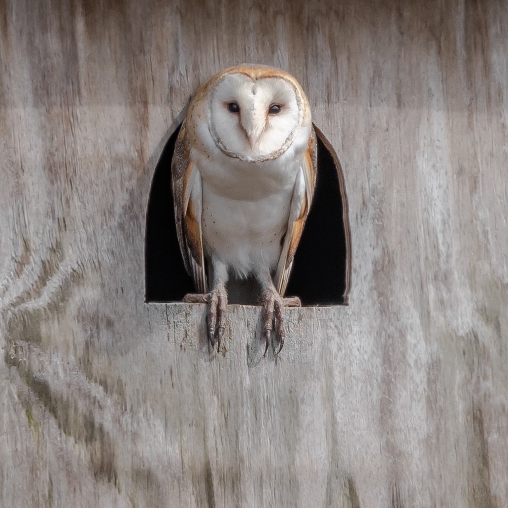 Barn Owl - Kevin  Fox
