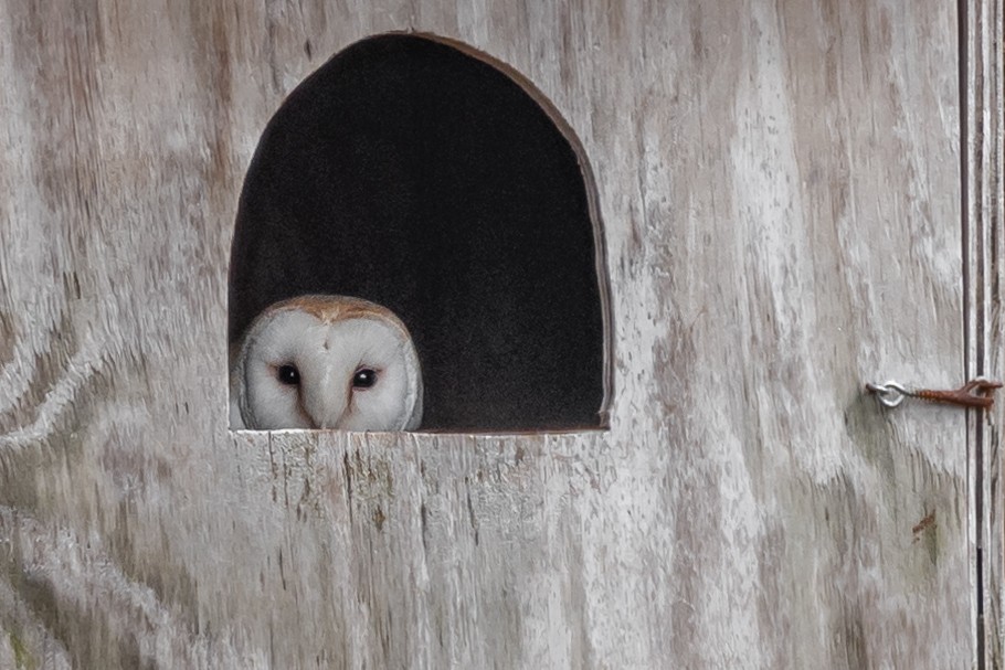 Barn Owl - Kevin  Fox