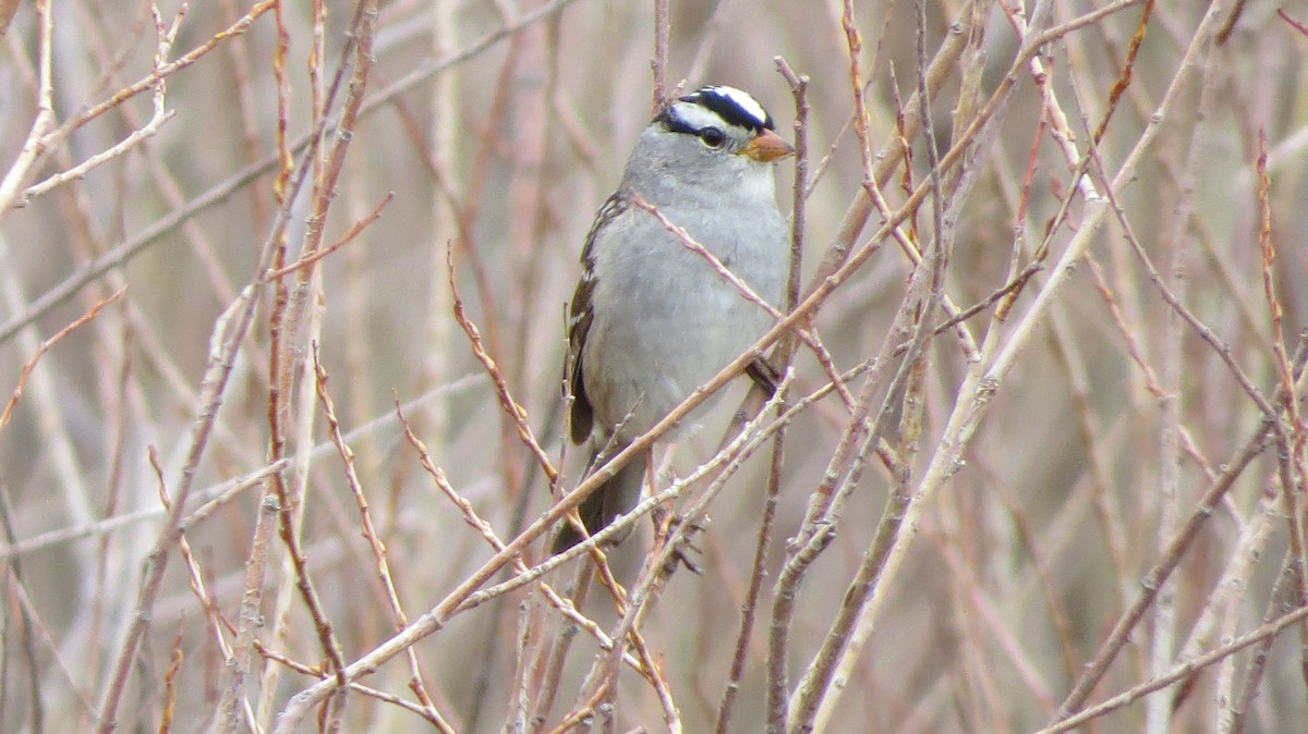 White-crowned Sparrow - Mark Gorges