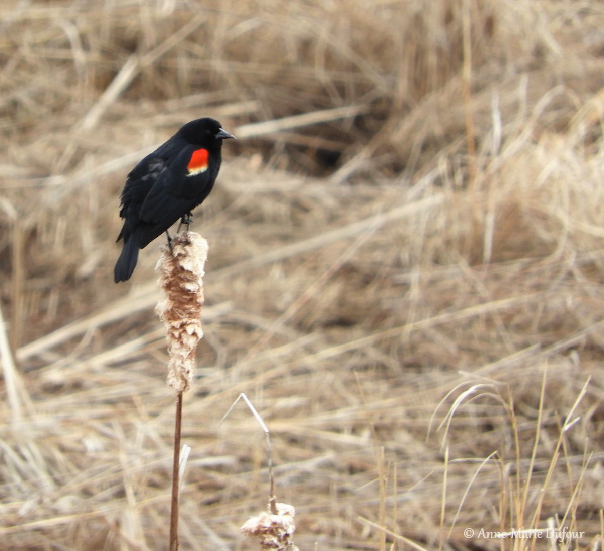 Red-winged Blackbird - Anne-Marie Dufour