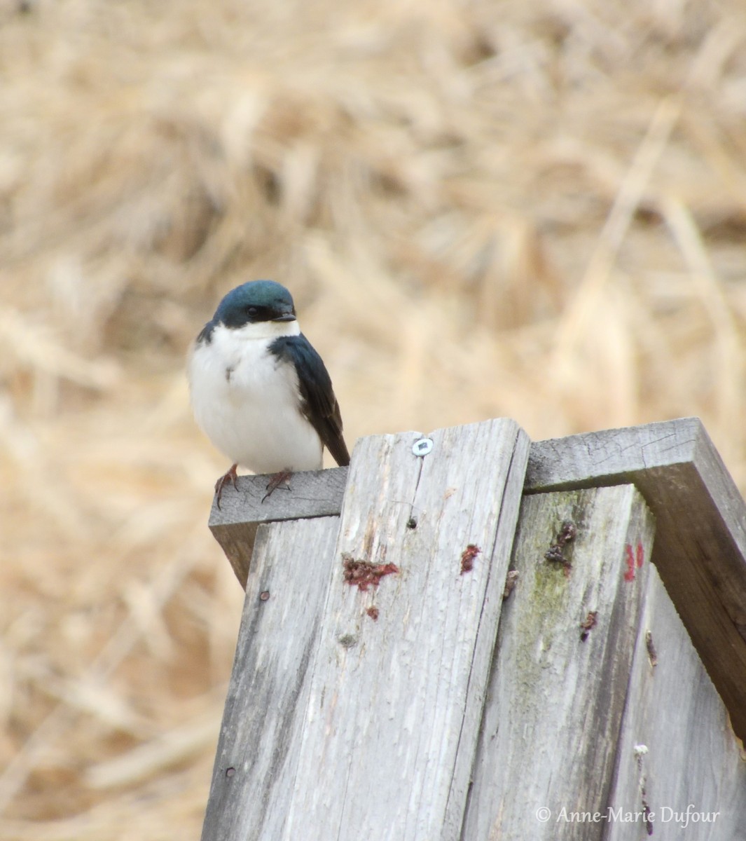 Tree Swallow - Anne-Marie Dufour