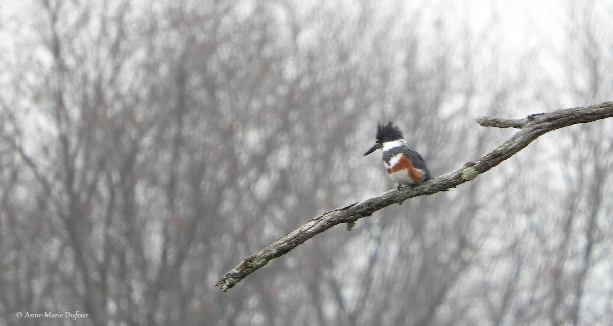 Belted Kingfisher - Anne-Marie Dufour