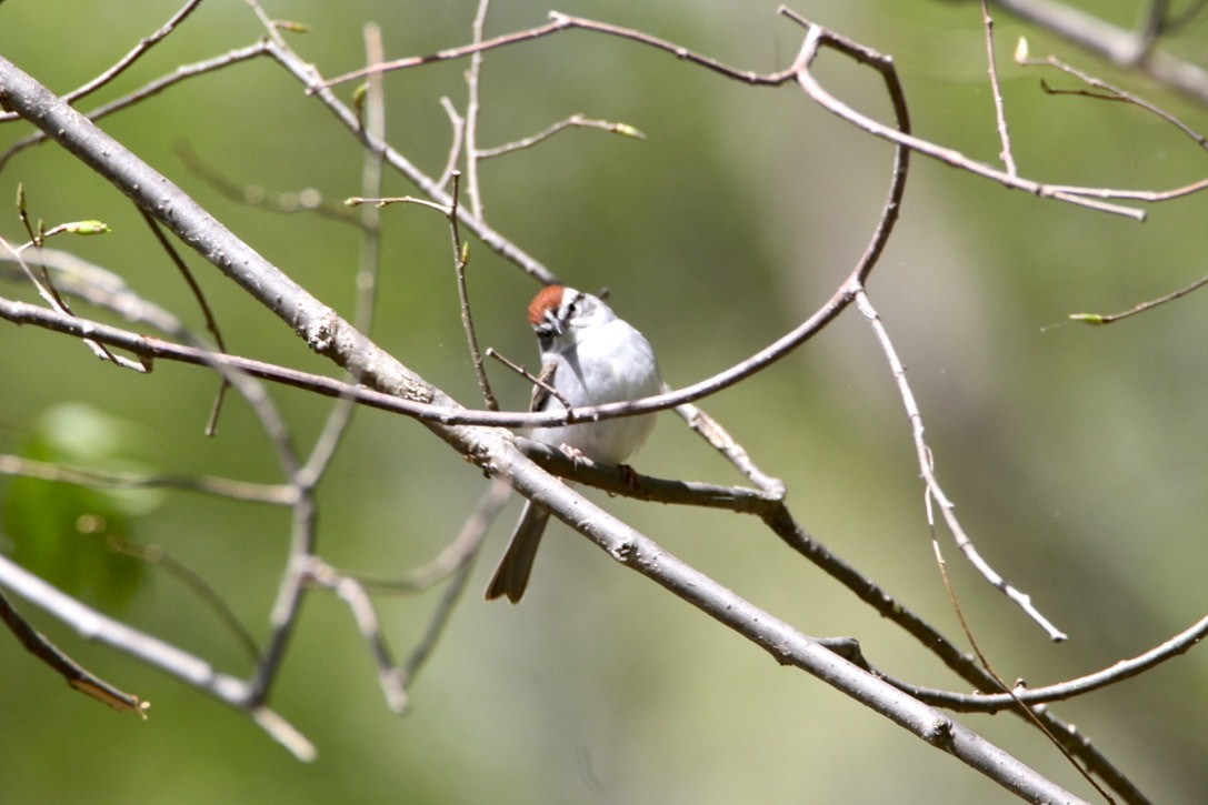 Chipping Sparrow - Vickie Baily