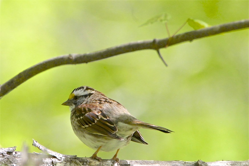 White-throated Sparrow - Vickie Baily