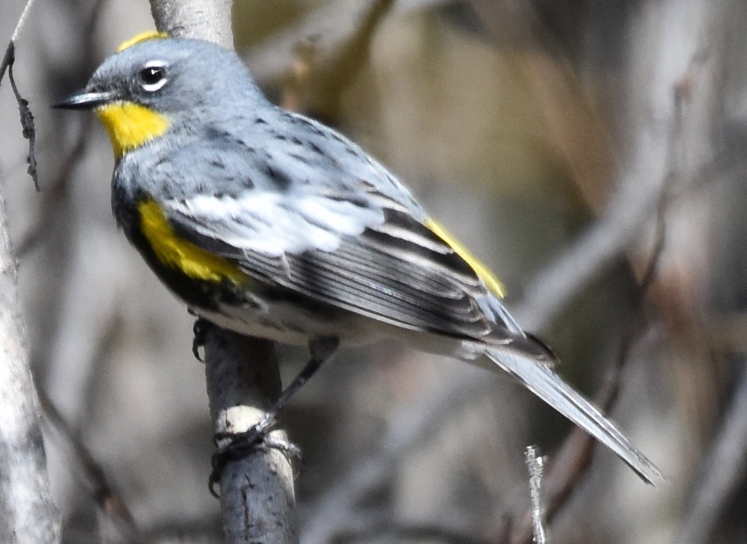 Yellow-rumped Warbler - Susan and Andy Gower/Karassowitsch