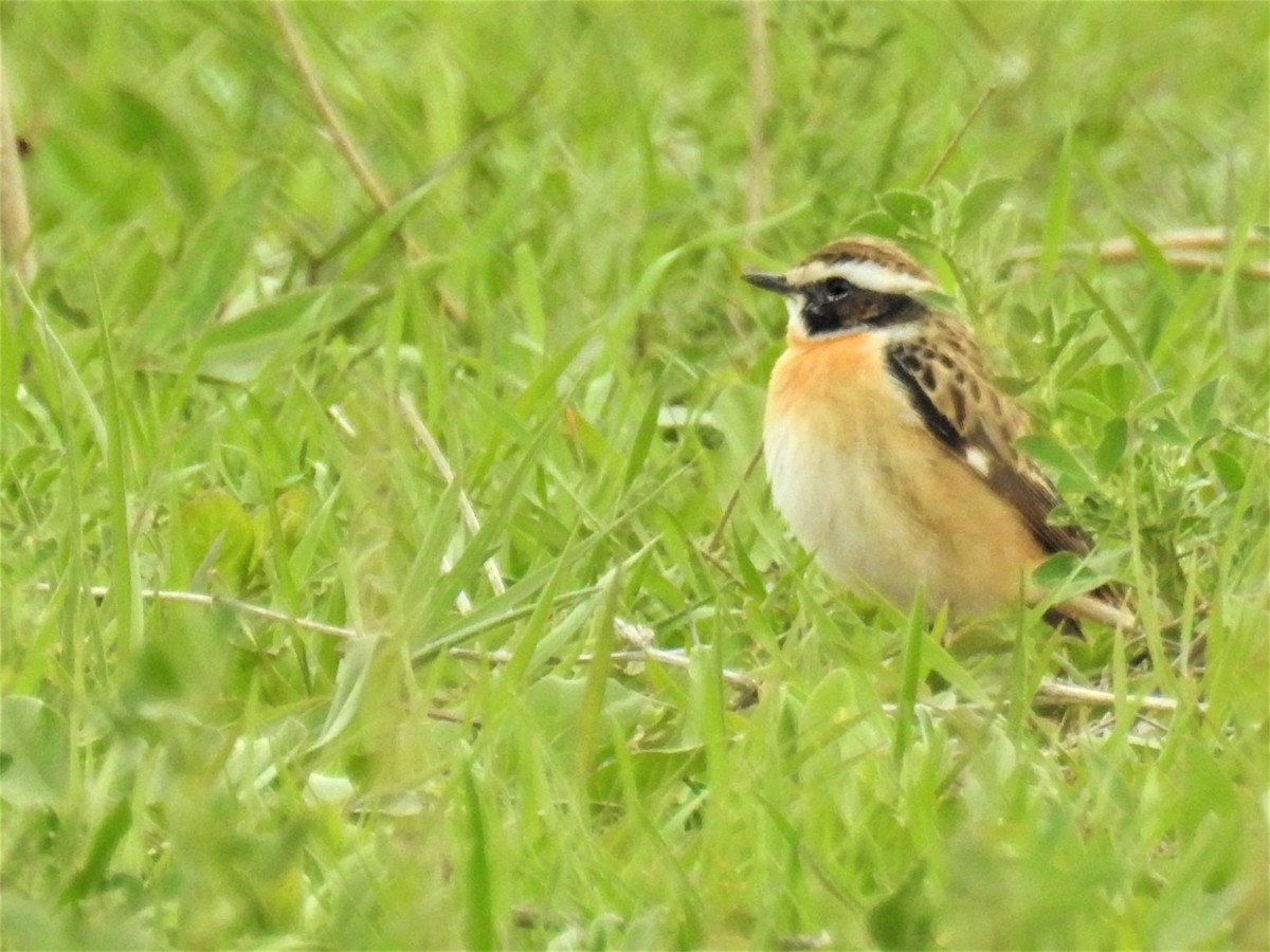 Whinchat - ML152549421