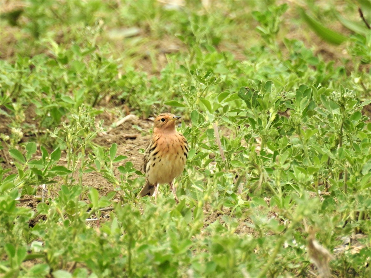 Red-throated Pipit - ML152549531