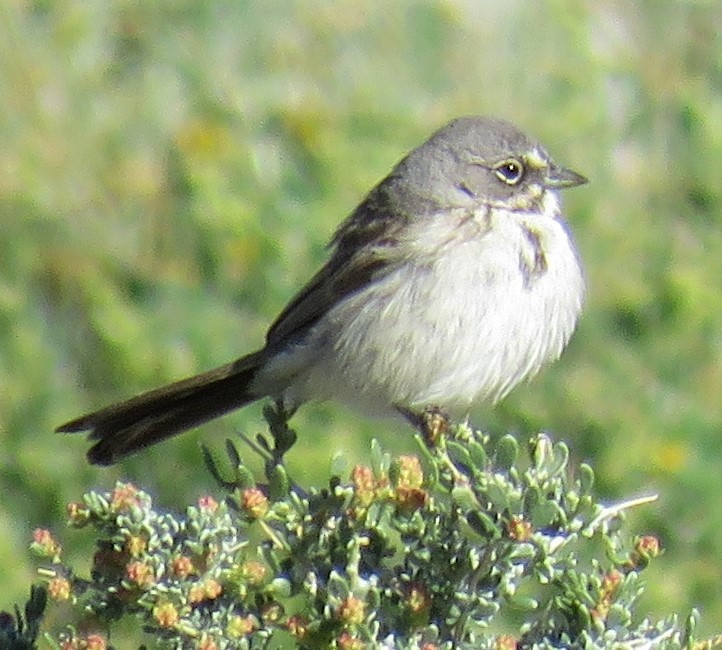 Sagebrush/Bell's Sparrow (Sage Sparrow) - ML152549631