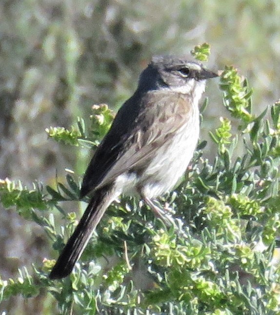 Sagebrush/Bell's Sparrow (Sage Sparrow) - ML152549691
