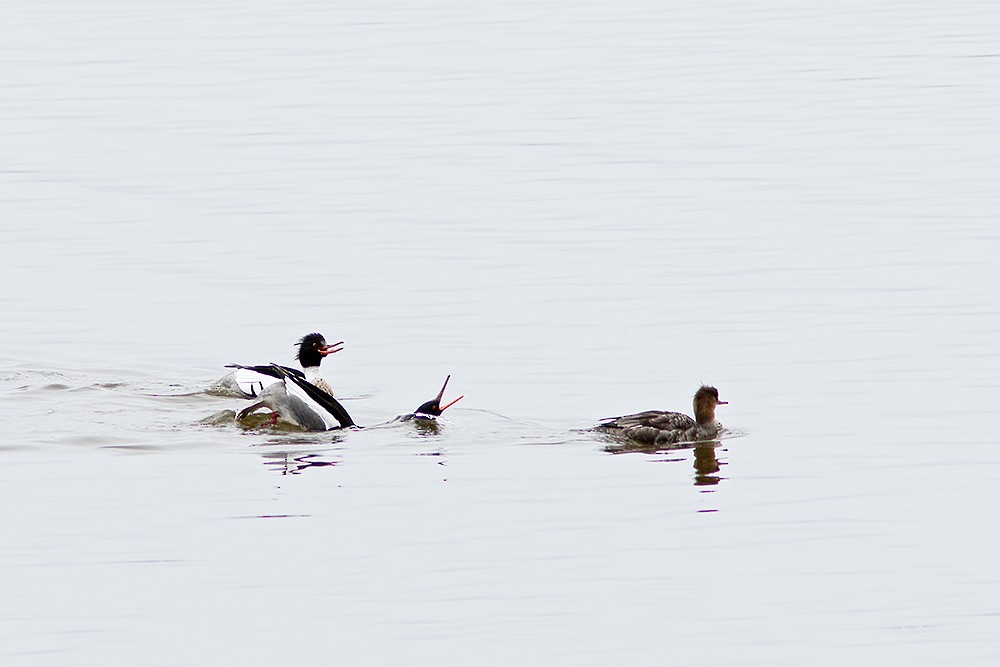 Red-breasted Merganser - Albini Couture