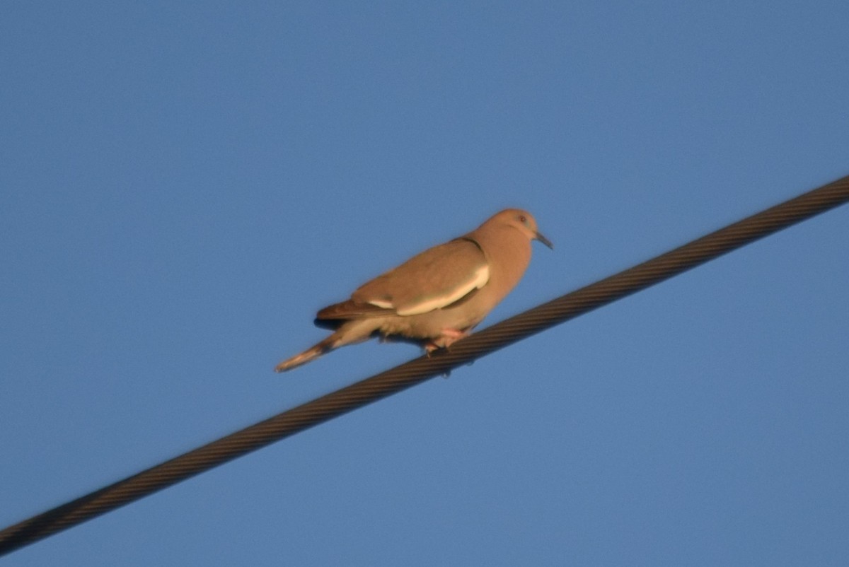 White-winged Dove - ML152549761