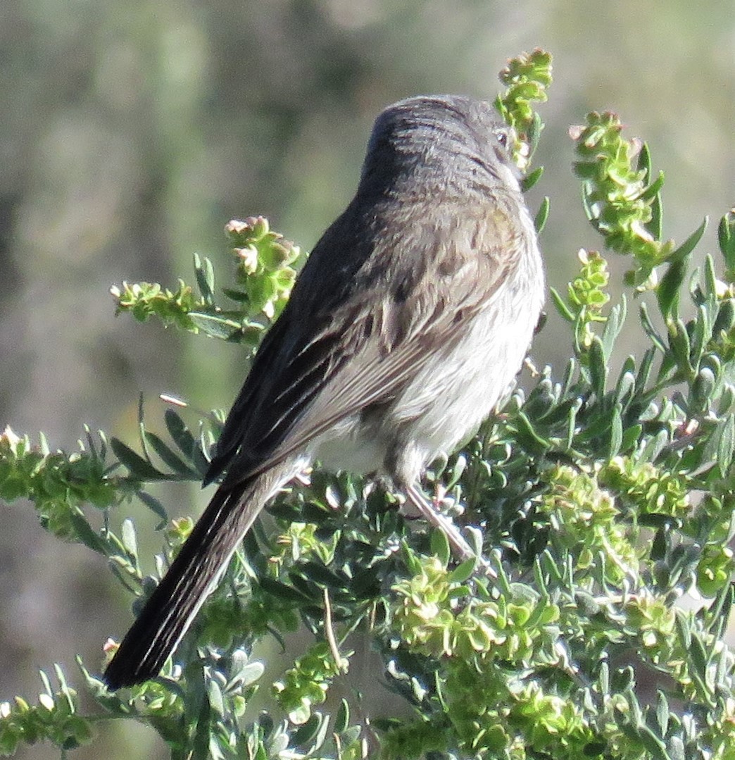Sagebrush/Bell's Sparrow (Sage Sparrow) - ML152549771