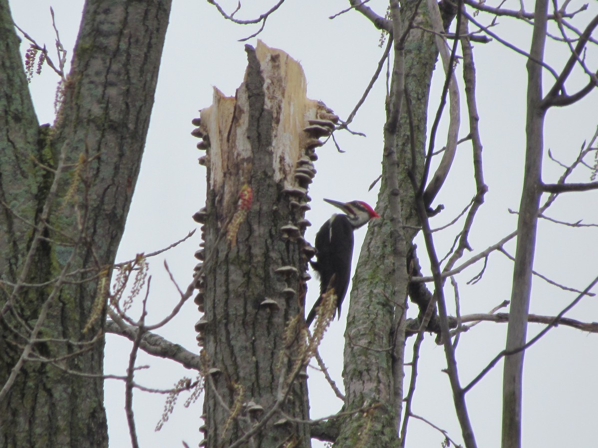 Pileated Woodpecker - Susan Carpenter