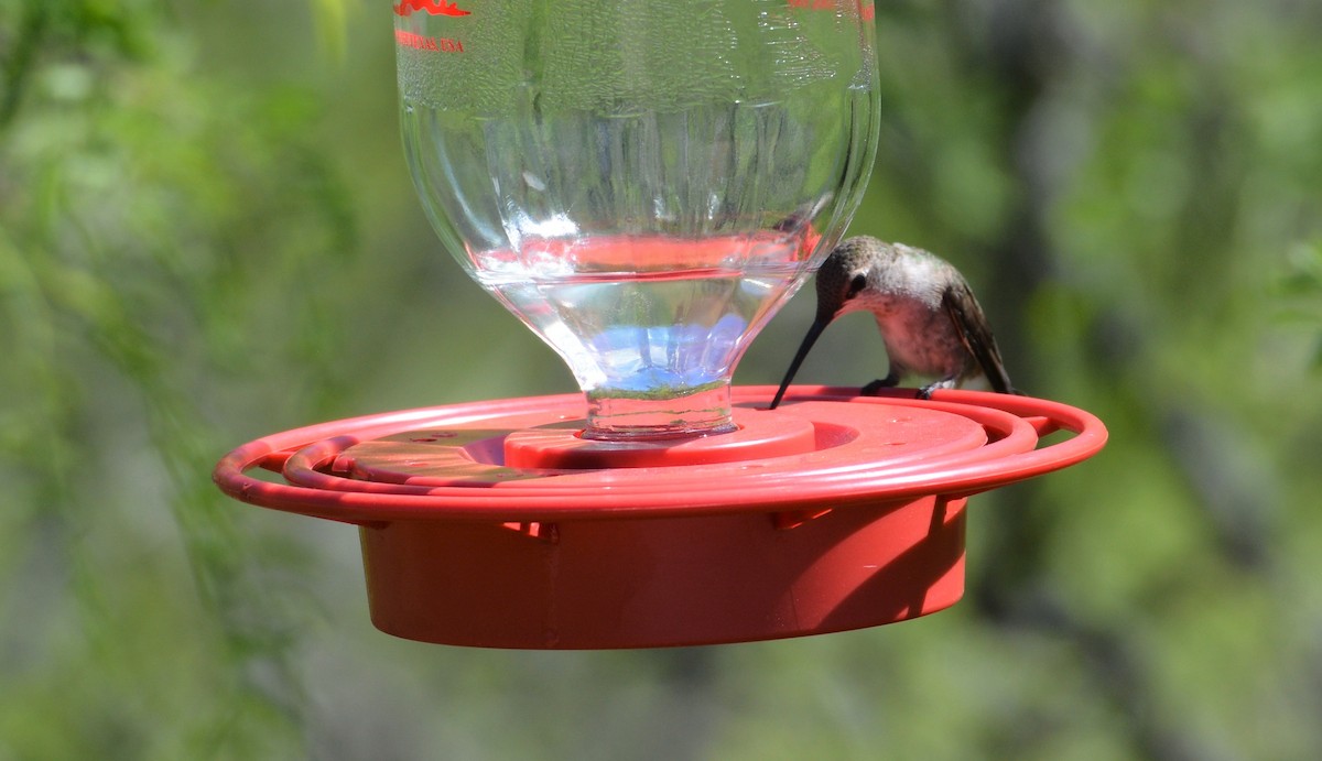 Black-chinned Hummingbird - Greg Palko