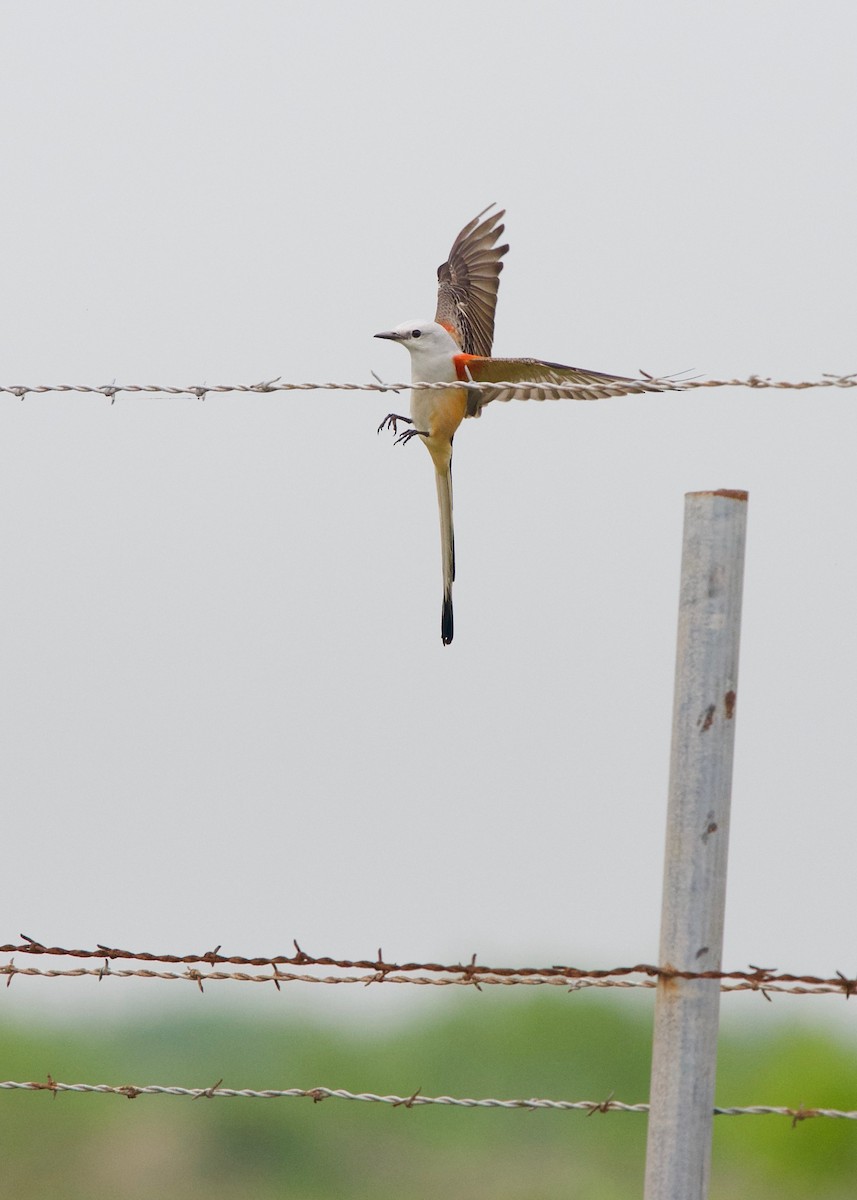 Scissor-tailed Flycatcher - Jon Cefus