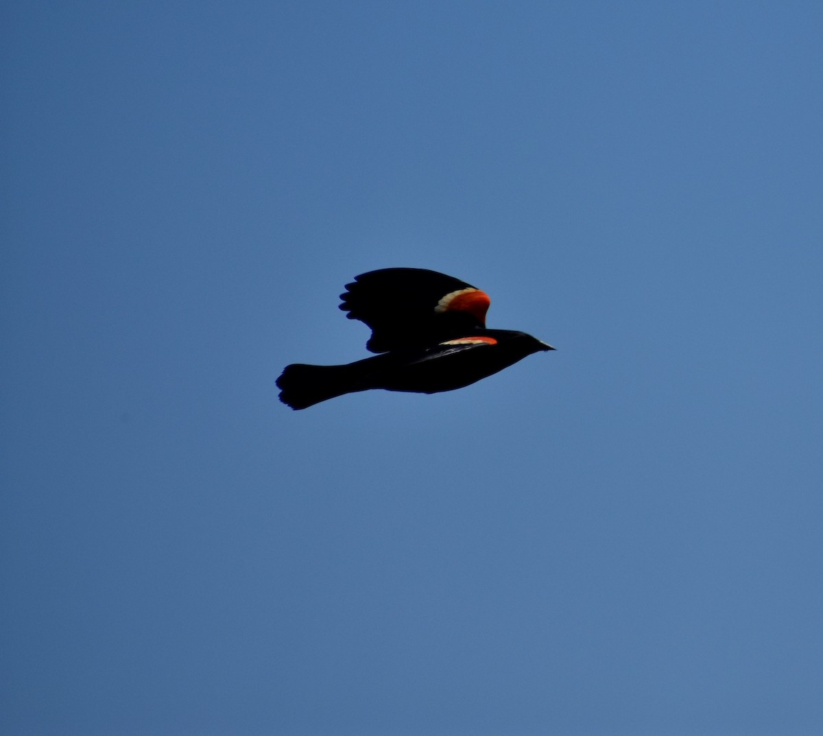 Red-winged Blackbird - Tara Wham