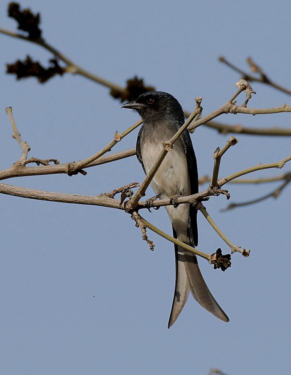 White-bellied Drongo - David Provencher