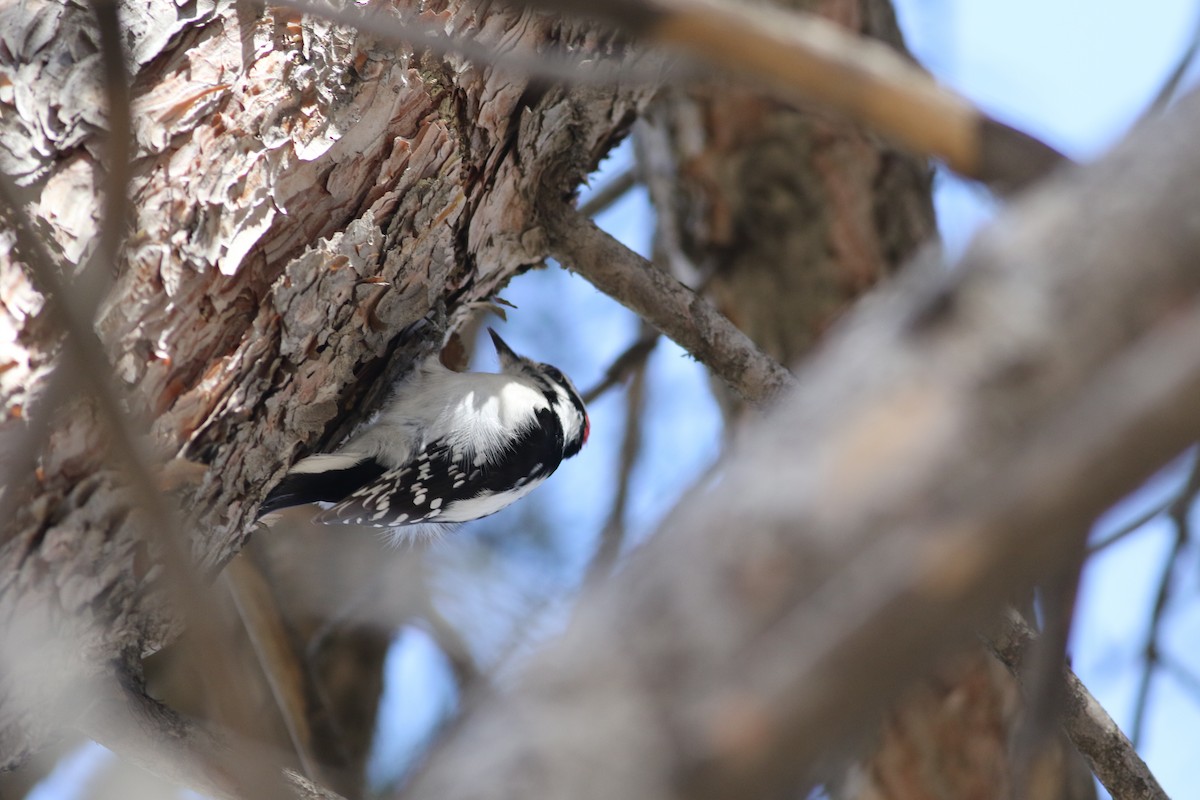 Downy Woodpecker (Eastern) - ML152552291
