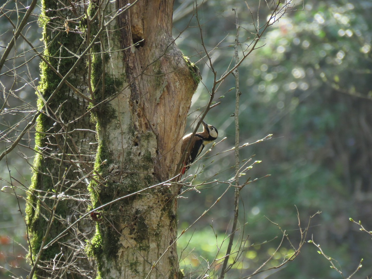 Great Spotted Woodpecker - Houman Doroudi