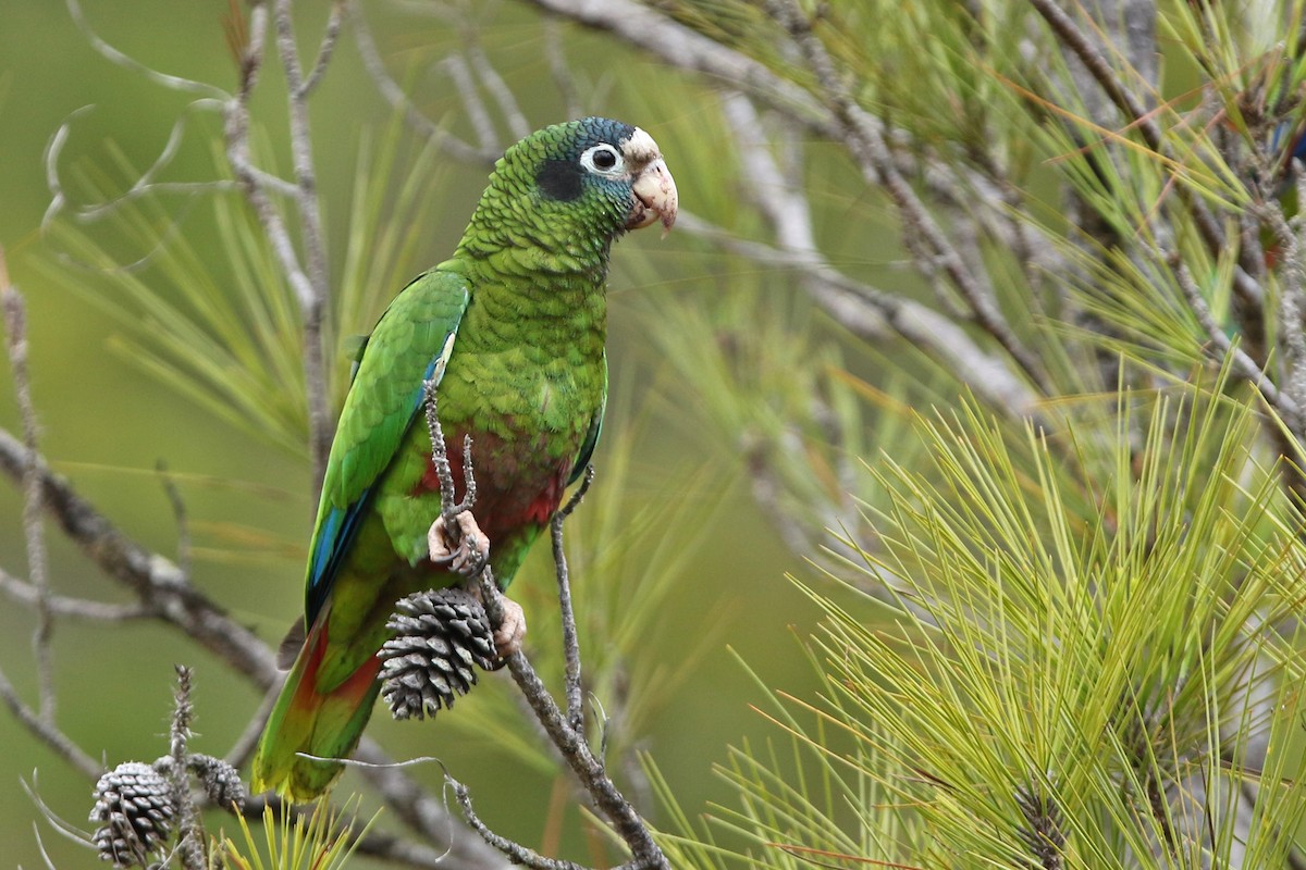Hispaniolan Parrot - ML152552741