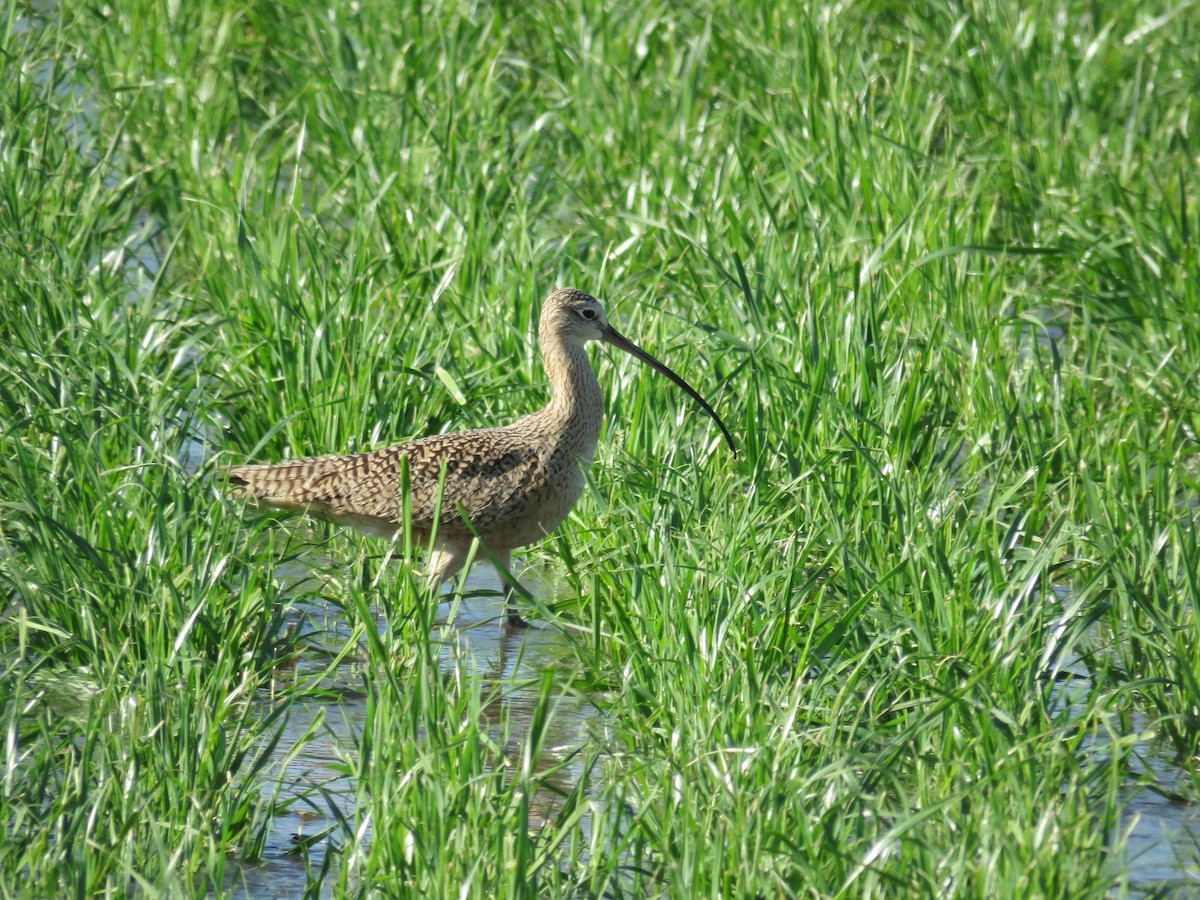 Long-billed Curlew - Anne (Webster) Leight