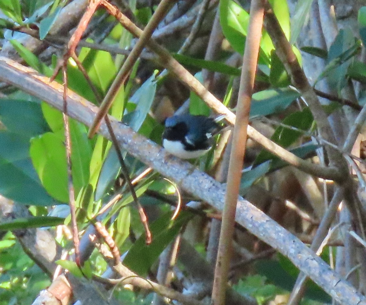 Black-throated Blue Warbler - Nancy Price