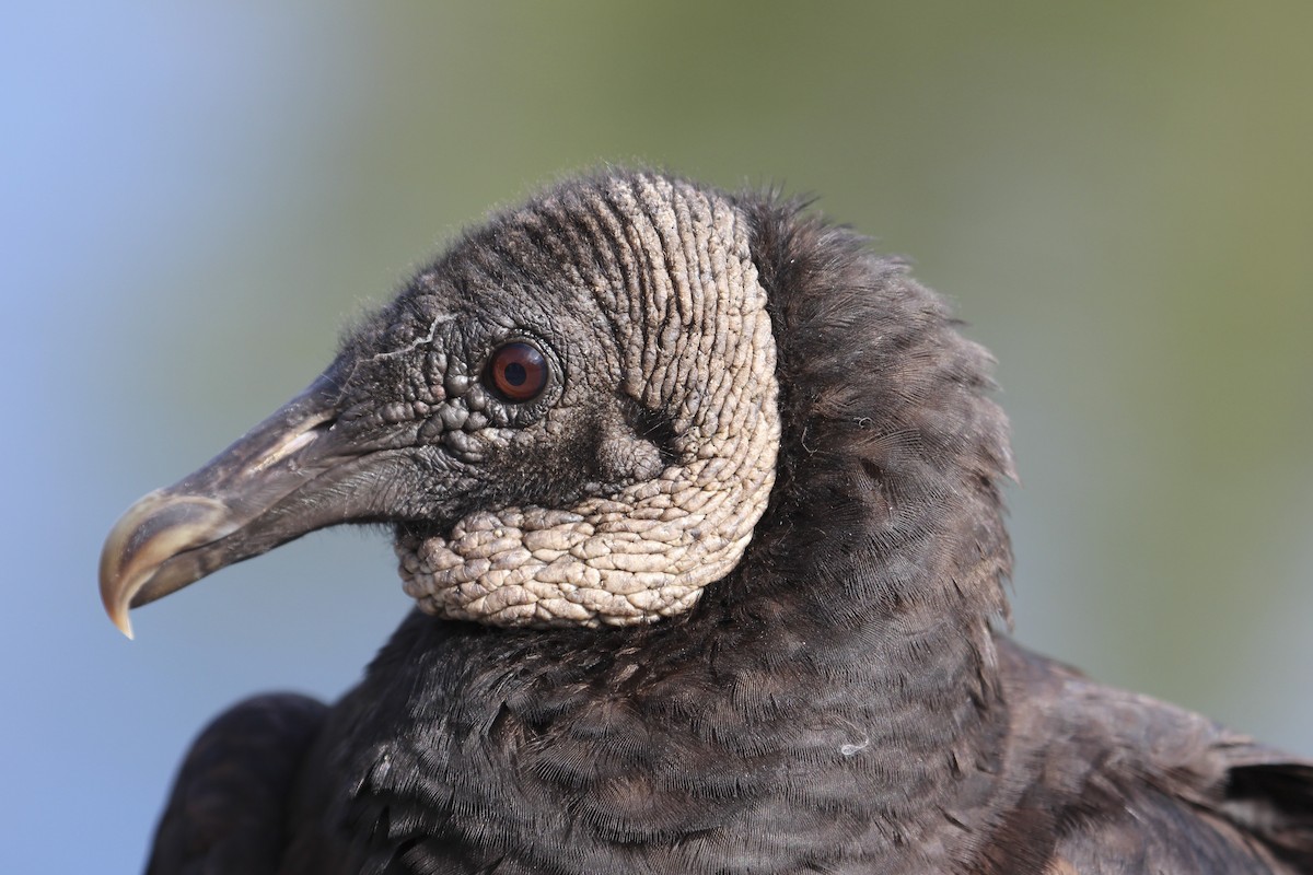 Black Vulture - Jan Allen