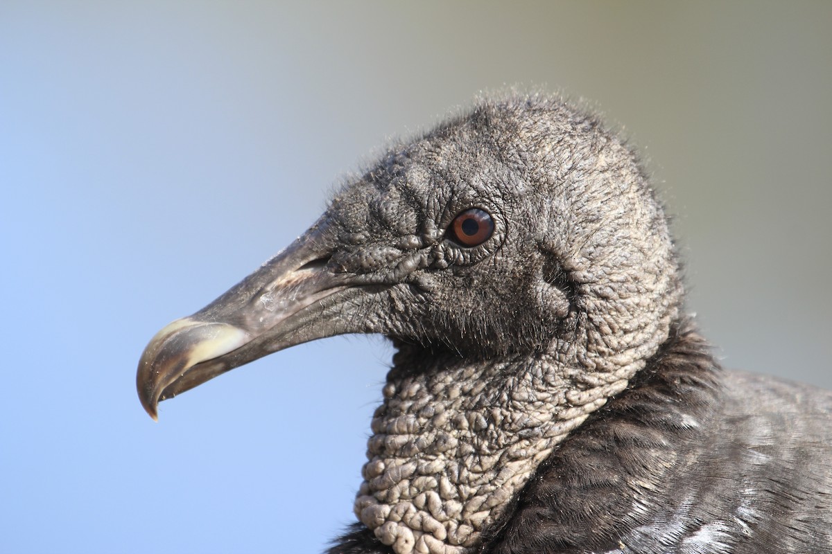 Black Vulture - Jan Allen