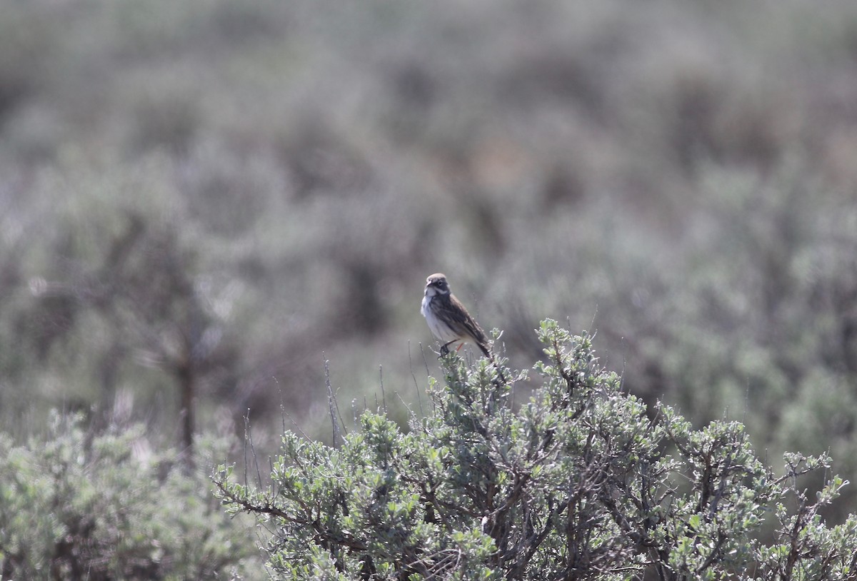 Sagebrush Sparrow - Edward  Brinkley