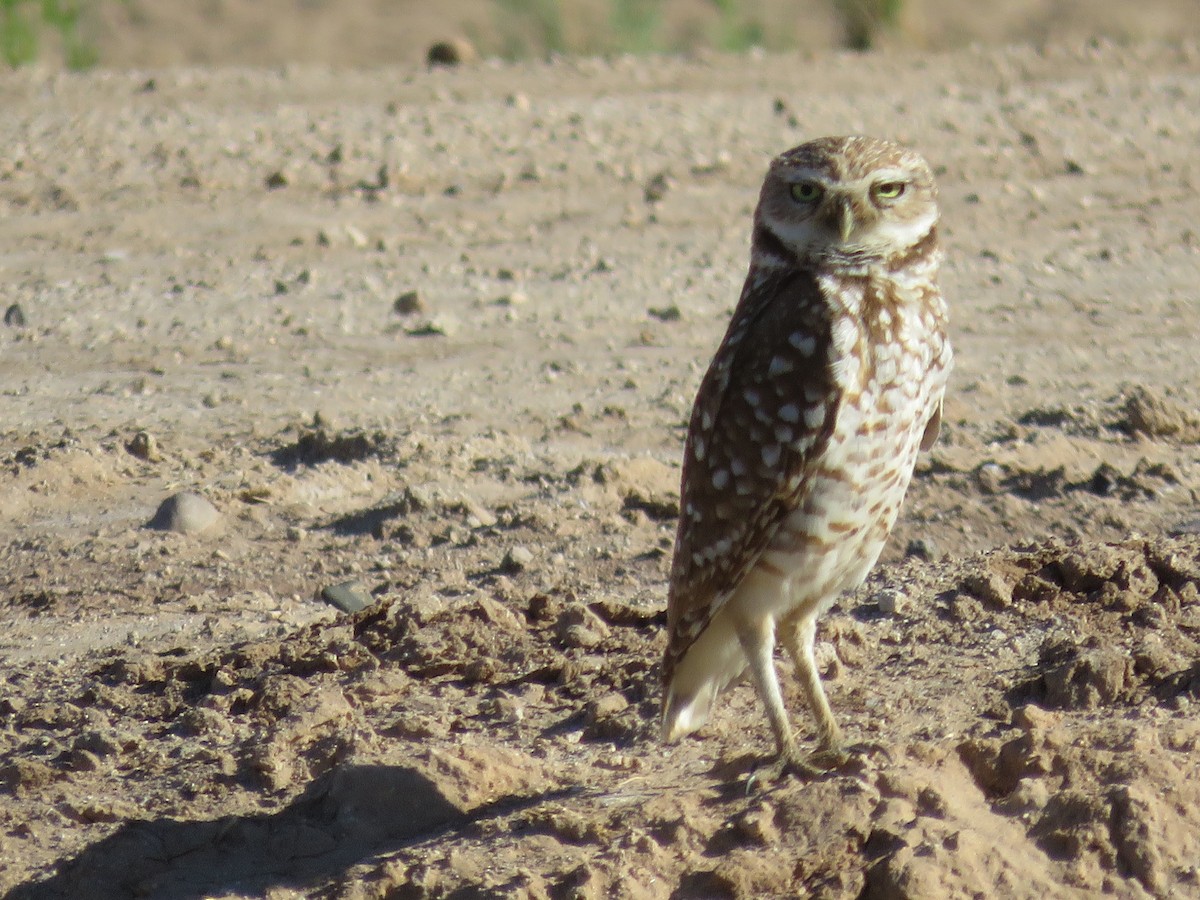 Burrowing Owl - Anne (Webster) Leight