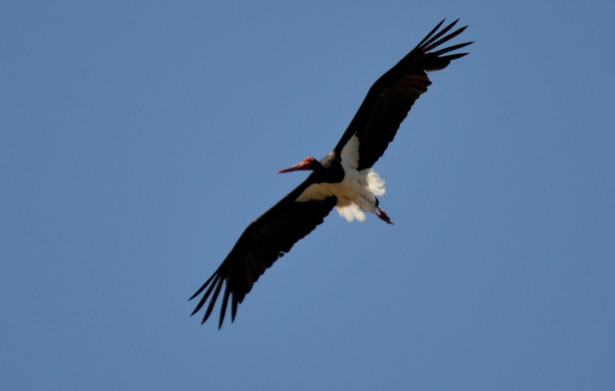 Black Stork - Nuno Martins