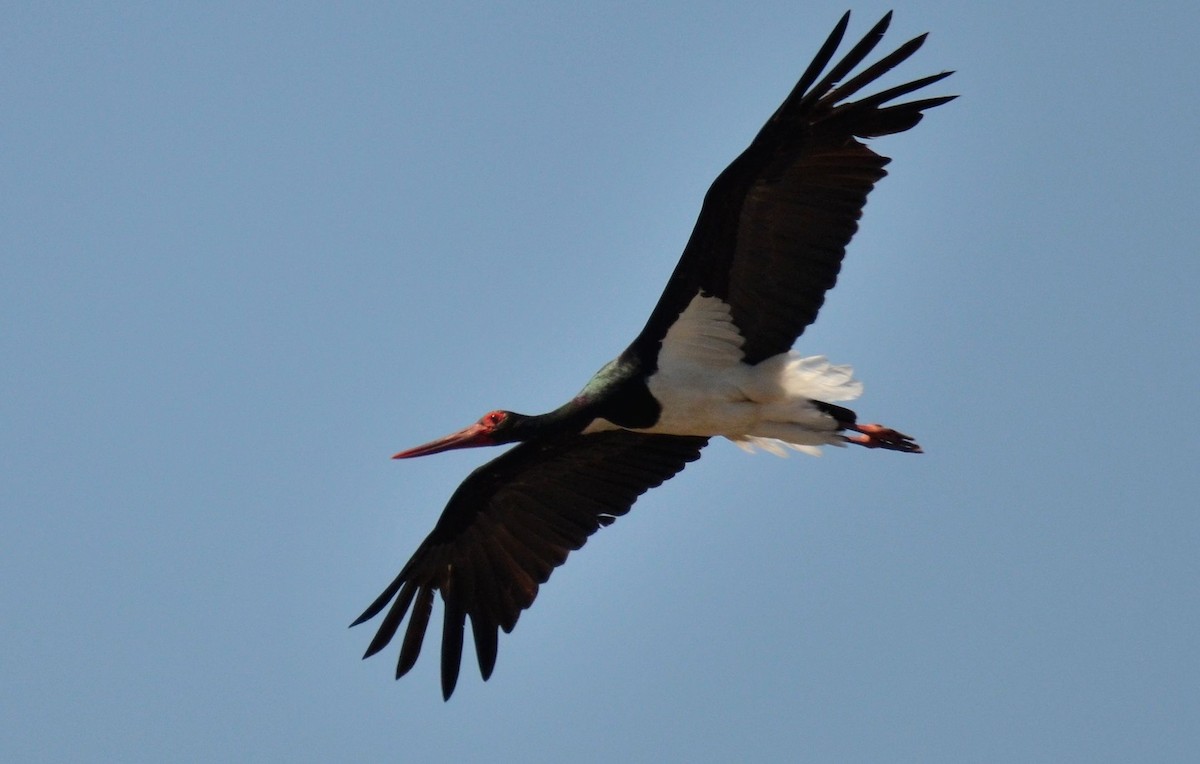 Black Stork - Nuno Martins