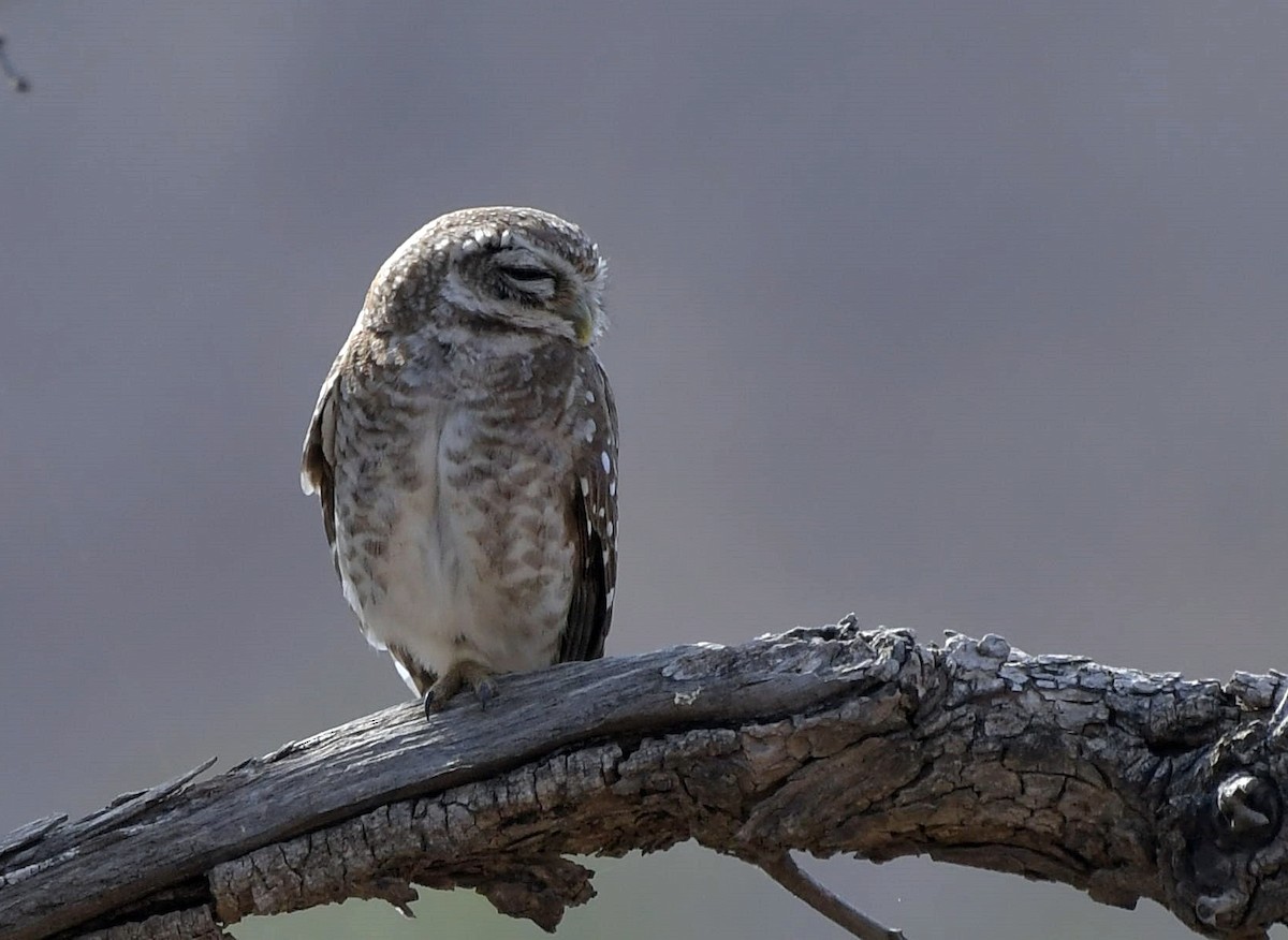Spotted Owlet - David Provencher