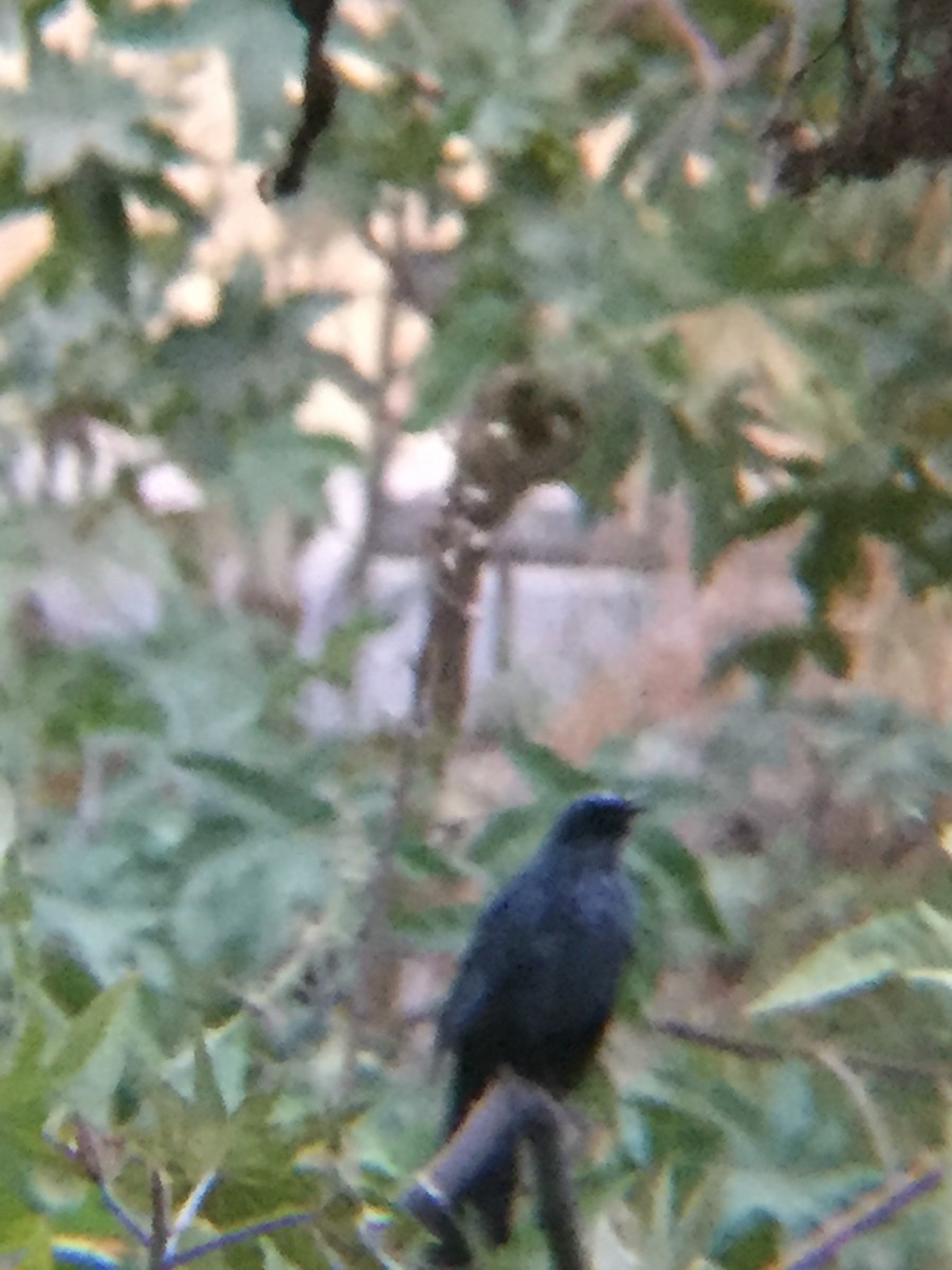 Blue Mockingbird - tereza muñoz