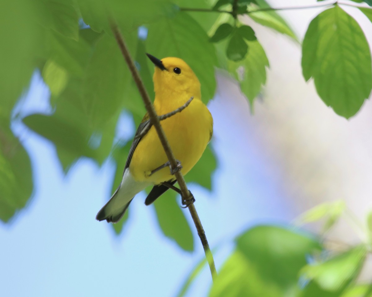 Prothonotary Warbler - Daniel S.