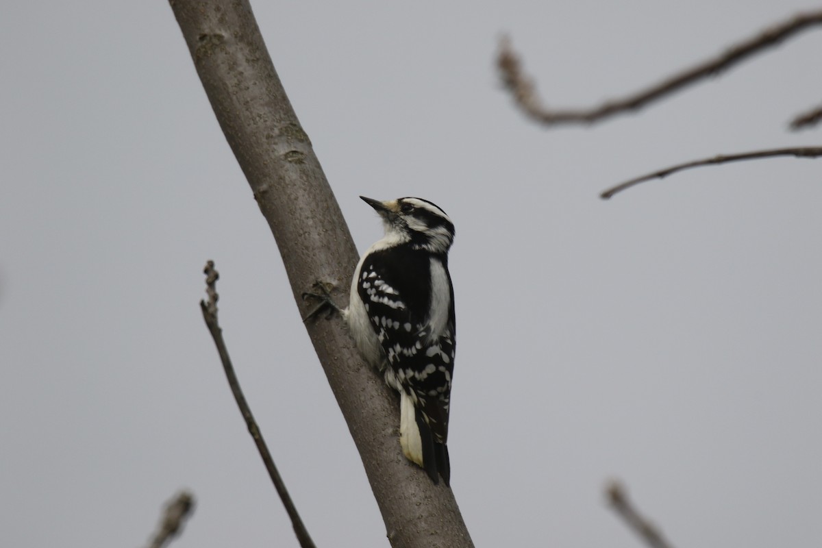 Hairy Woodpecker - dave trumbell