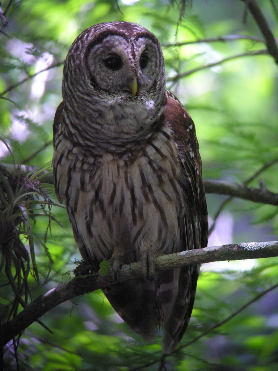 Barred Owl - ML152557481