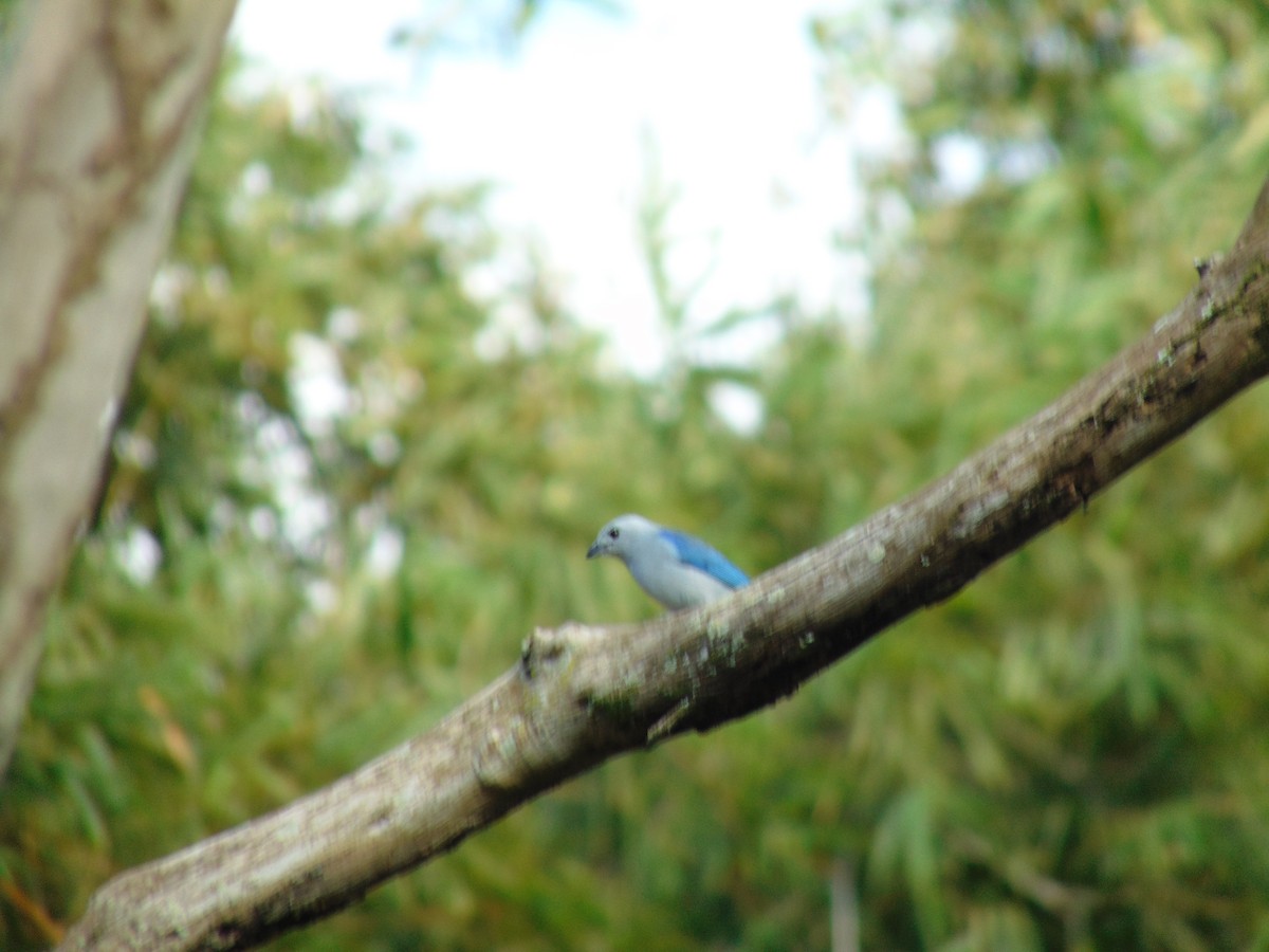 Blue-gray Tanager - ML152558671