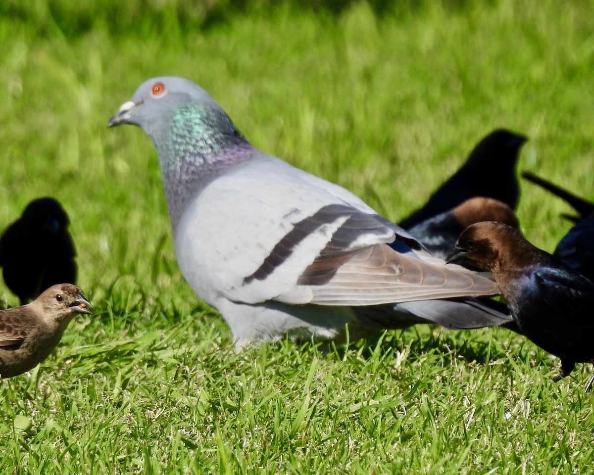 Rock Pigeon (Feral Pigeon) - ML152558721