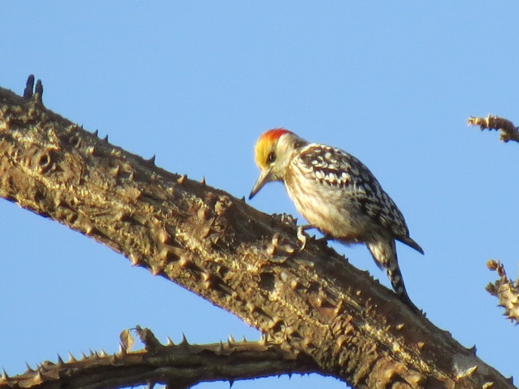 Yellow-crowned Woodpecker - Mark Smiles