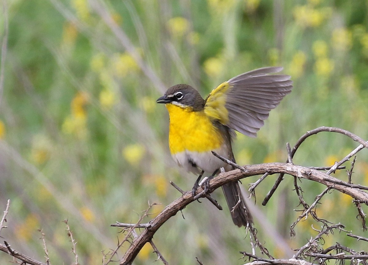 Yellow-breasted Chat - ML152560411