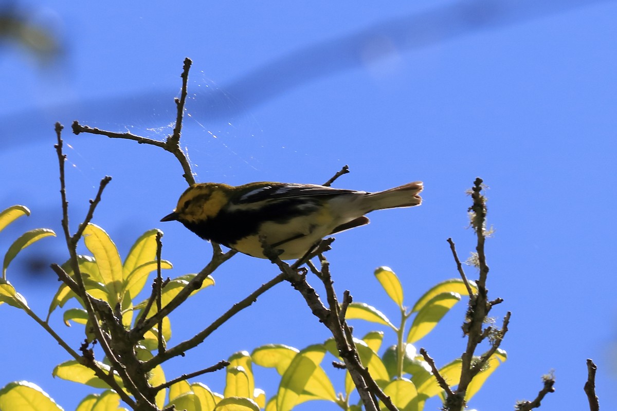 Black-throated Green Warbler - Alta Tanner